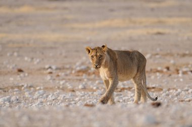 Aslan meraklı görünüyor, etosha Milli Parkı, Namibya, (Panthera leo)