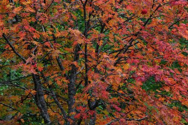 Rowan in the autumn, sweden