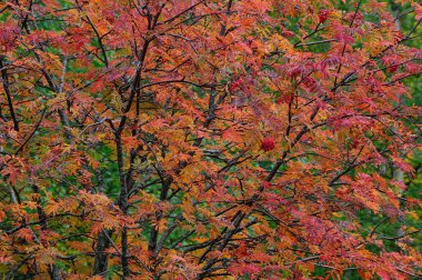 Rowan in the autumn, sweden