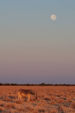 Burchell's zebra with full moon etosha nationalpark, namibia