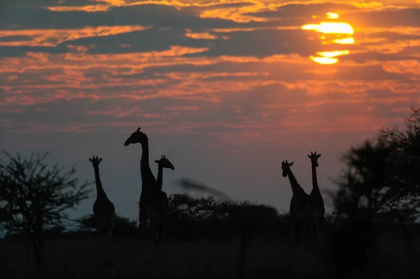 Zsiráfcsorda napkeltekor, etosha nemzeti park, namíbia — Stock Fotó