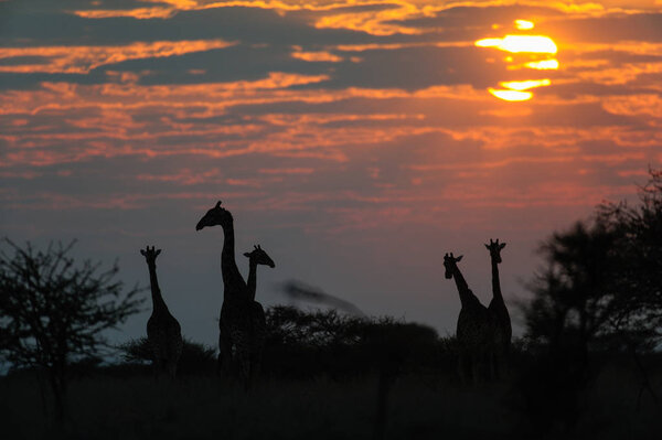 Giraffe herd at sunrise, etosha nationalpark, namibia