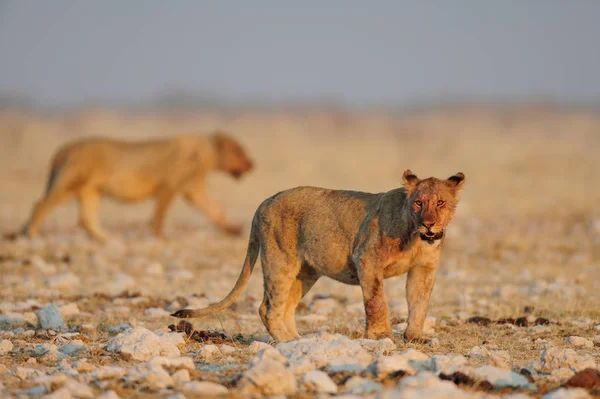 Fiatal oroszlán néz kíváncsi, etosha nemzeti park, namíbia — Stock Fotó