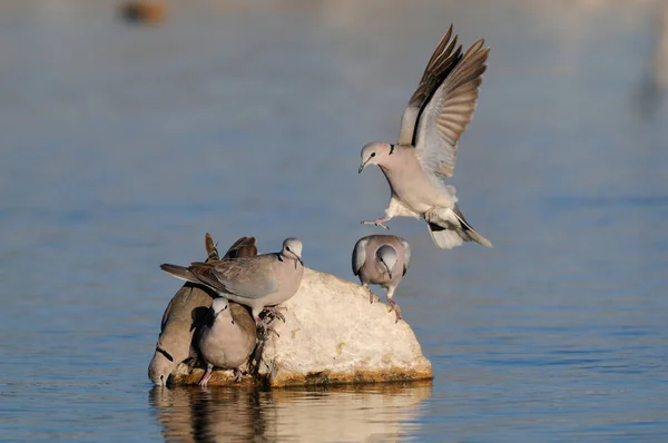 Cape turtle dove drink on a waterhole, etosha nationalpark, namibia — Stock Photo, Image