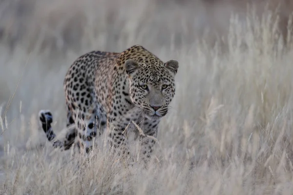 Leopardo está buscando captura, namibia —  Fotos de Stock
