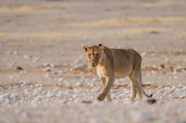 Λιοντάρι φαίνονται περίεργοι, etosha εθνικό πάρκο, namibia, (Panthera leo) — Φωτογραφία Αρχείου