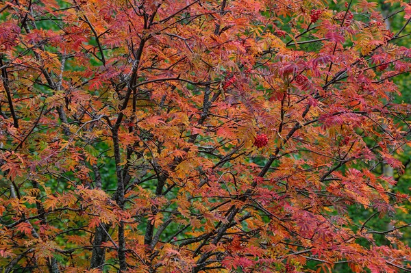 Rowan in the autumn, sweden — Stok fotoğraf