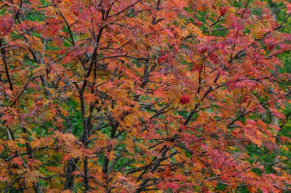 Rowan en el otoño, Suecia —  Fotos de Stock