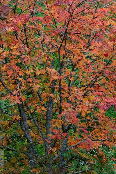 Rowan árbol en el otoño, sueco — Foto de Stock