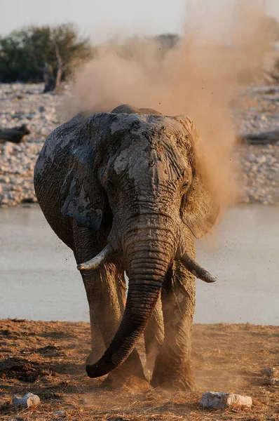 Elefante africano tienen un baño de polvo, etosha nationalpark, namibia — Foto de Stock
