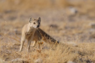Yellow mongoose is looking, etosha nationalpark, namibia