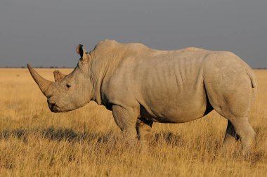 Beyaz gergedan, etosha Ulusal Parkı, Namibya