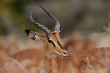 Siyah yüzlü impala, etosha ulusal parkı, namibya, (aepyceros melampus petersi)