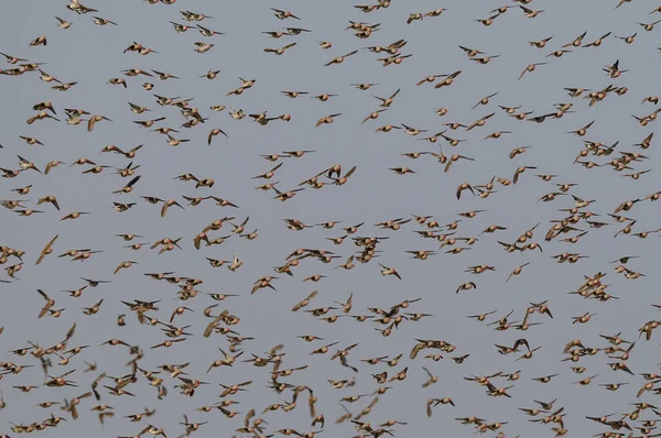 Redbilled quelea swarm in the sky — Stock Photo, Image