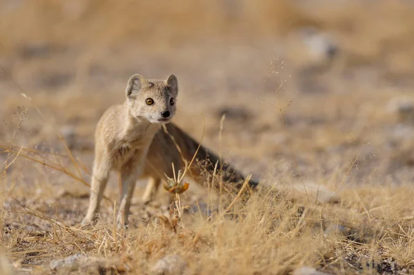 Sárga mongúz keres, etosha nationalpark, namíbia — Stock Fotó