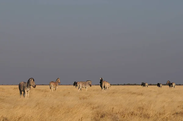 Zebras de Burchell nas pastagens, etosha national park, namibia, (equus burchelli ) — Fotografia de Stock