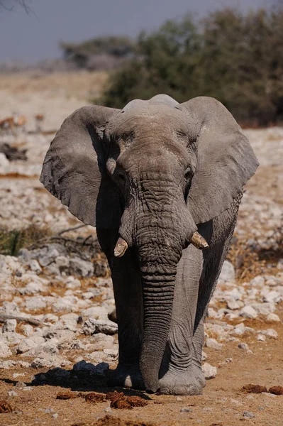 Africký sloní býk, etušský národní park, namibie — Stock fotografie