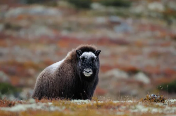 Musk ox calf in autumn landscape — Stock Photo, Image