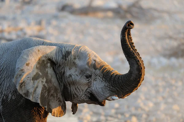 Retrato de cabeça de elefante africano, etosha nationalpark, namibia — Fotografia de Stock