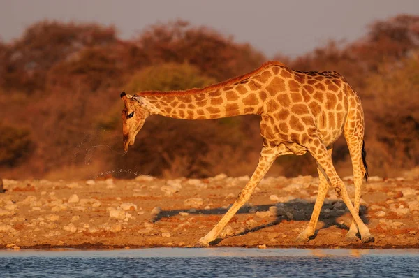 Giraffe is drinking on a waterhole, etosha nationalpark, namibia — Stock Photo, Image