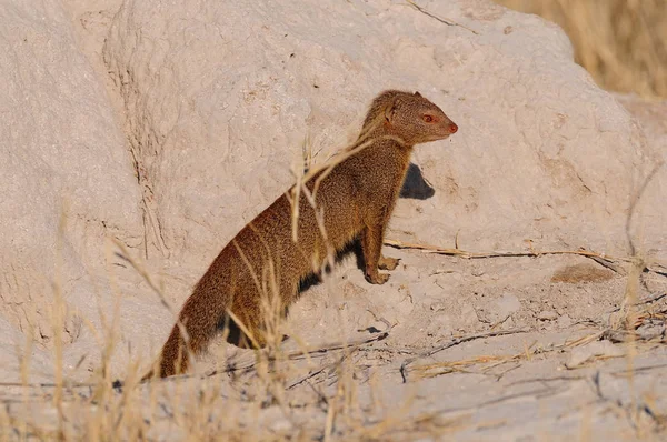 Esbelta mangosta está buscando, etosha nationalpark, namibia — Foto de Stock