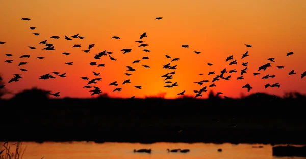 Redbilled quelea swarm at sunset — Stock Photo, Image