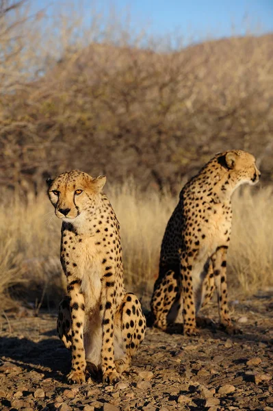 Deux guépards dans la brousse, namibia — Photo