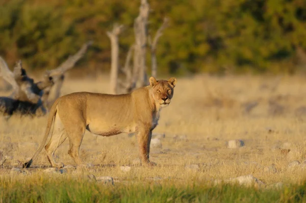 사자는 호기심 이 많아 보이고,에 토샤 국립 공원, 나미 비아 (Panthera Leo)) — 스톡 사진