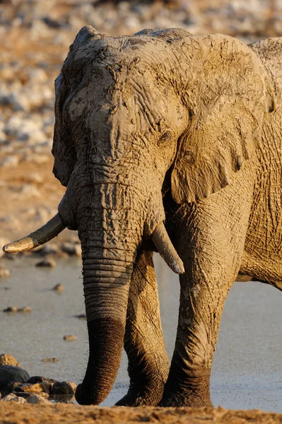 Elefante Africano Estação Seca Etosha Nationalpark Namibia Loxodonta Africana — Fotografia de Stock