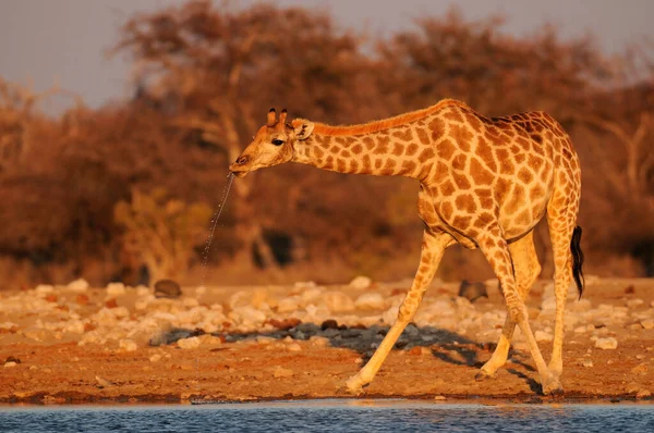 Girafa Está Bebendo Buraco Água Etosha National Park Namíbia Girafa — Fotografia de Stock