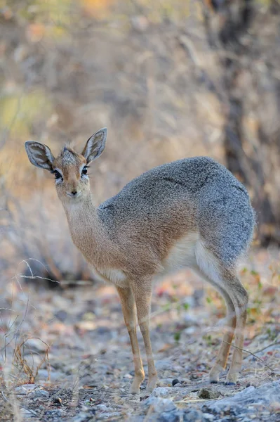 Damara Dikdik Stoi Patrzeć Krzaka Etosha National Park Namibia Madoqua — Zdjęcie stockowe