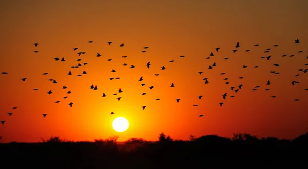 Redbilled Quelea Swarm Sunset Quelea Quelea Etosha National Alpark Namibia — стоковое фото