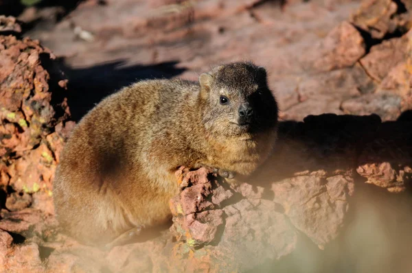 Rock Hyrax Dassie Rock Sentar Uma Rocha Waterberg Namibia Procavia — Fotografia de Stock