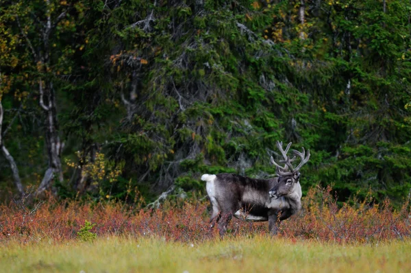 Reindeer in a autumn landscape, flatruet, sweden, (rangifer tarandus