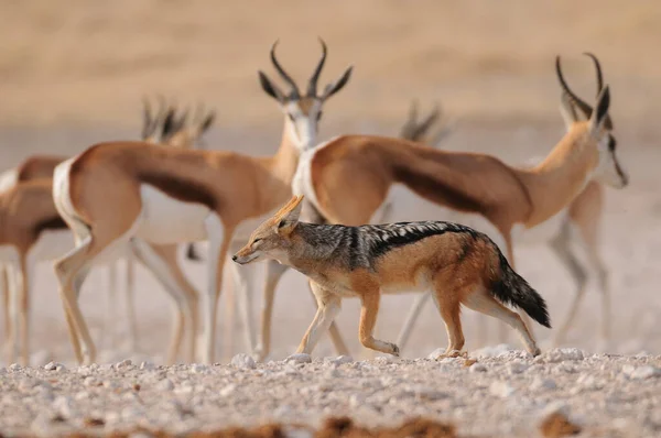 Chacal Apoiado Preto Frente Rebanho Springbock Etosha National Park Namibia — Fotografia de Stock