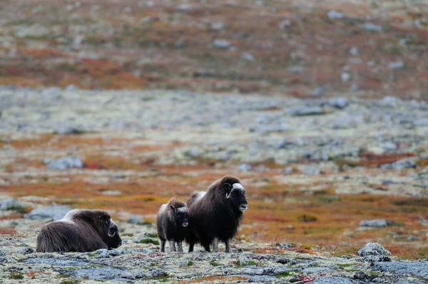 Troupeau Boeufs Musqués Dans Paysage Automne Dovrefjell Norway Ovibos Moschatus — Photo