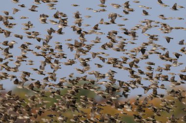 Redbilled Kuelalar swarm havada (Kuelalar Kuelalar), etkin nationalpark, Namibya