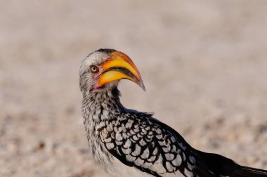 Sarı gagalı boynuz gagalı arıyor, etosha ulusal parkı, namibya, (tockus löcolas
