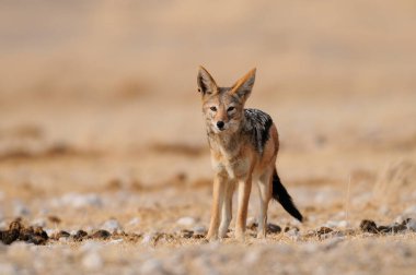 Siyah destekli çakal, etosha ulusal parkı, namibya, (canis mesomelas)
