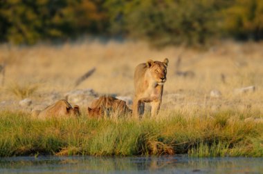 Afrika aslan grubu bir su birikintisinde, etosha ulusal parkı, namibya, (Panthera leo