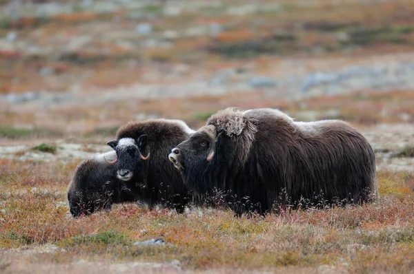 秋の風景の中にムスク牛の群れ Dovrefjell ノルウェー Ovios Moschatus — ストック写真