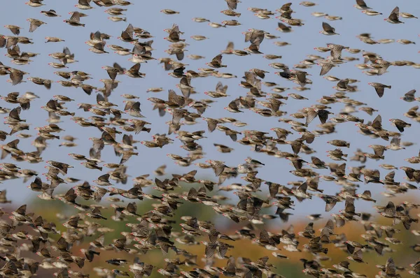 Redbilled Quelea Swarm Air Quelea Quelea Etosha Nationalpark Namibia — Stock Photo, Image
