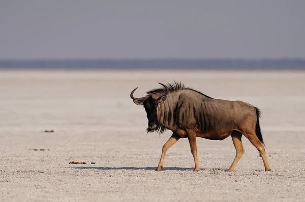 Gnus Azuis Correr Panela Sal Etosha Nationalpark Namibia Connochaetes Taurinus — Fotografia de Stock