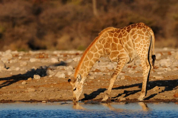 Giraffe Drinking Waterhole Etosha Nationalpark Namibia Giraffa Camelopardalis — Stock Photo, Image