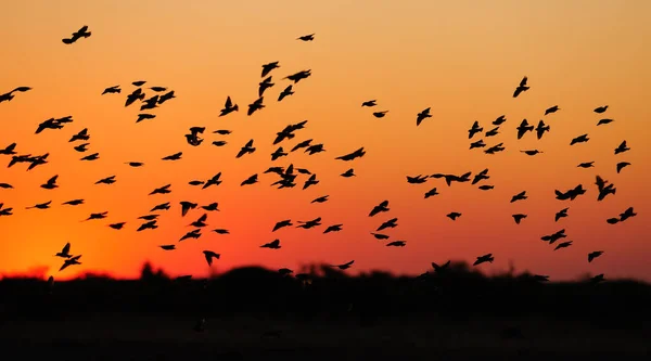 Röd Quelea Svärm Vid Solnedgången Quelea Quelea Etosha Nationalpark Namibia — Stockfoto