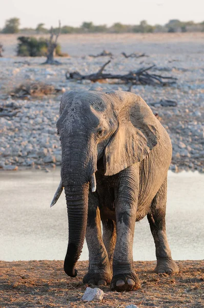 非洲象在一个水坑 Etosha国家公园 Namibia Loxodonta Africana — 图库照片