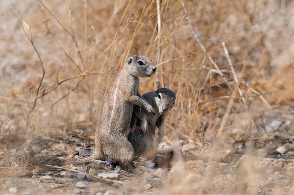 Dois Esquilo Terra Cabo São Jogo Etosha Nationalpark Namibia Yerus — Fotografia de Stock