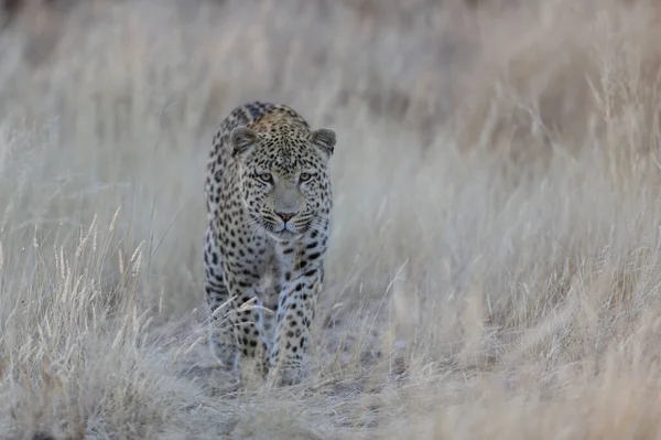 Léopard Est Recherche Captures Namibia Panthera Pardus — Photo