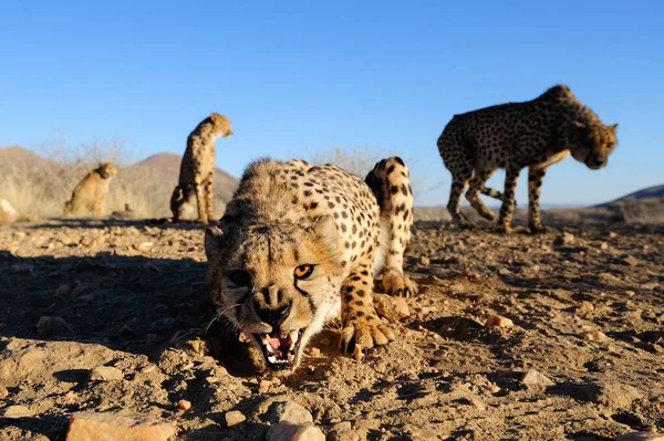 Cheetah Ομάδα Είναι Επιθετικός Namibia Acinonyx Jubatus — Φωτογραφία Αρχείου