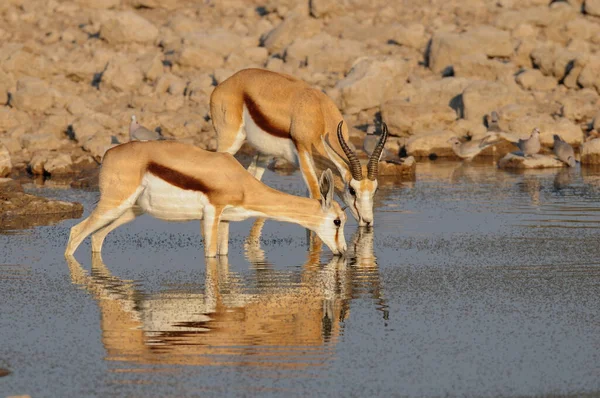 Springbock Wodopoju Park Narodowy Etosha Namibia Antidotcas Marsupialis — Zdjęcie stockowe